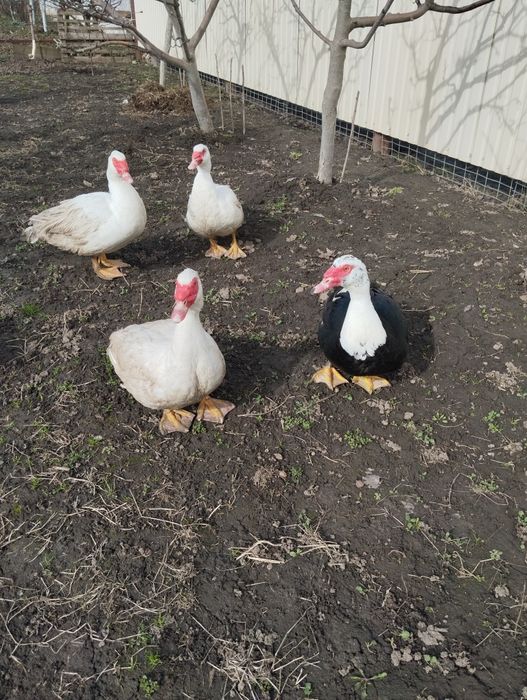 Прпродаються індокачки німецької породи