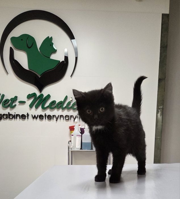 Trzej kawalerowie do adopcji