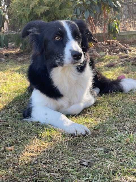 Border Collie Szczeniaczki