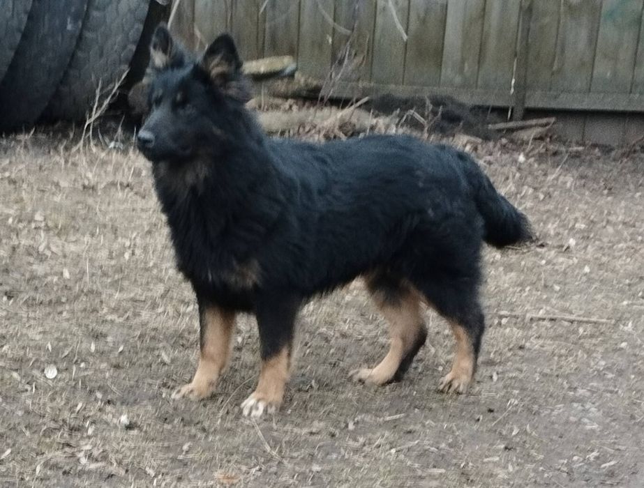 Німецька вівчарка