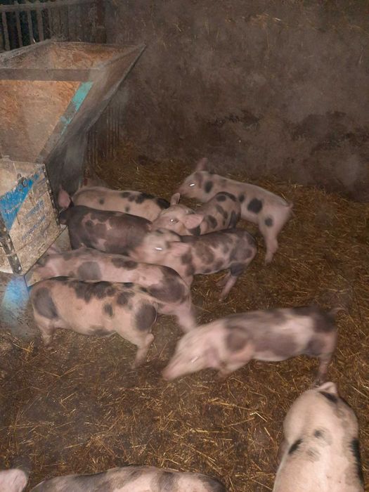 Продам поросят мясной породы