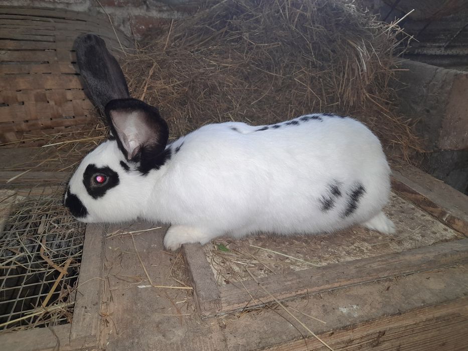 Króliki - samce I samice