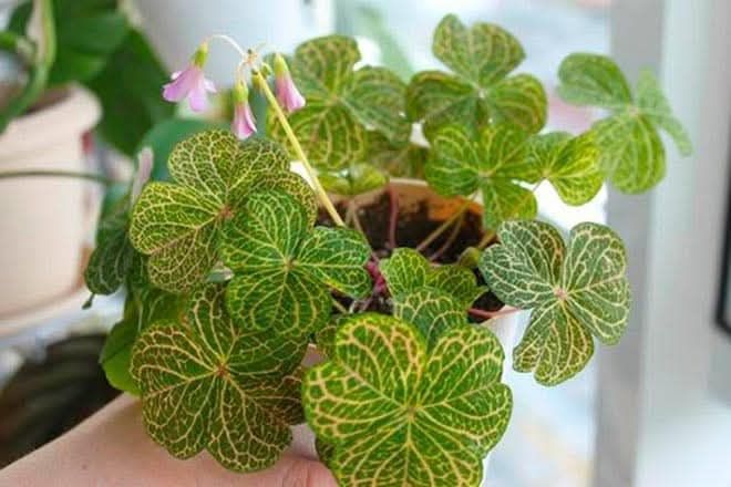 Кімнатні рослини,сукуленти