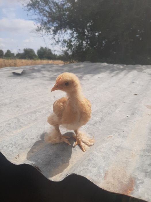 Pintos pekins 1 mês
