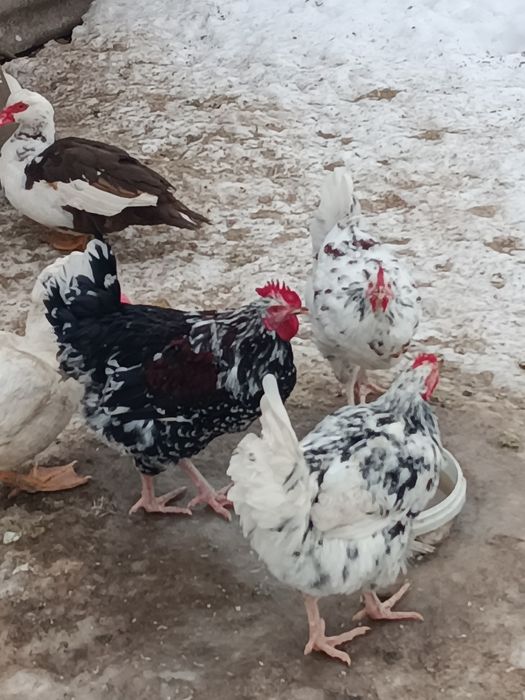 Продаж молодих півнів когутів