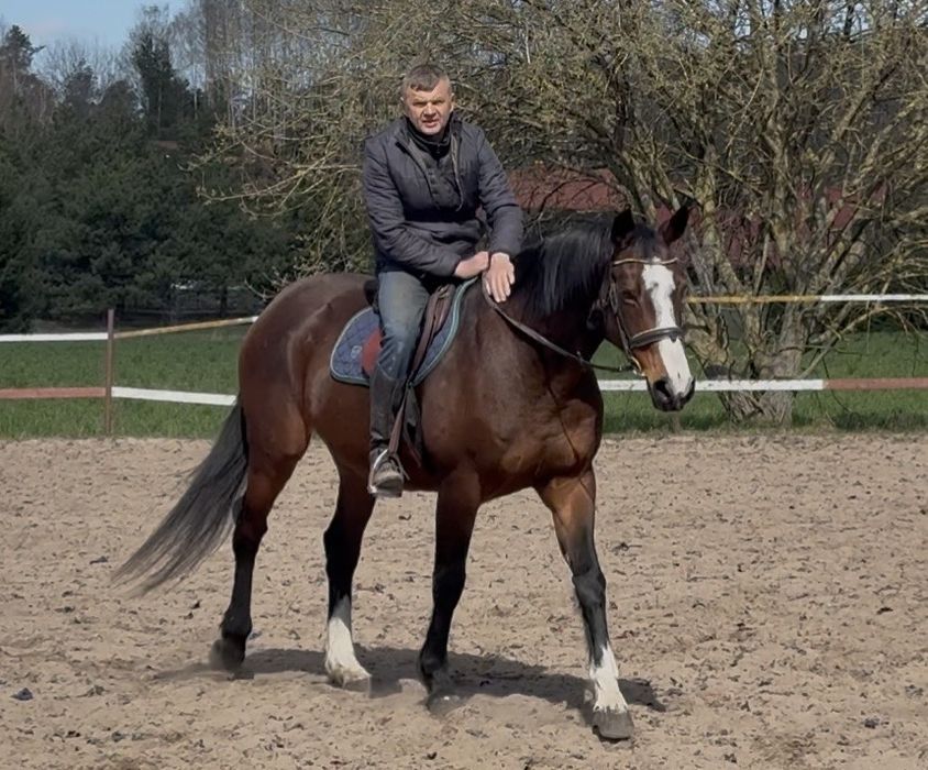 Klacz po Indoctro - ujeżdżona, sprawdzona matka