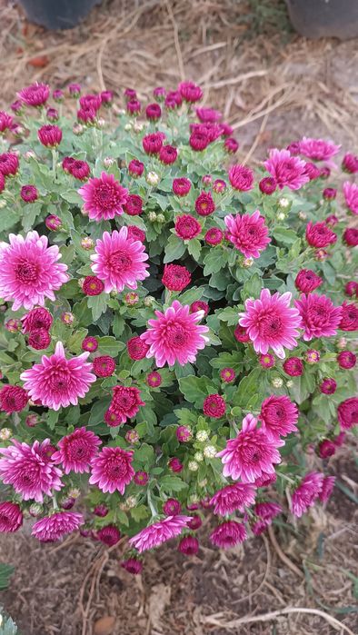 Хризантема мультифлора