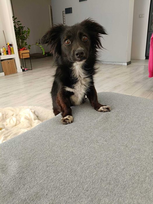 Abi poleca się do adopcji