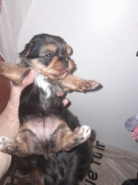 Йорчата  девочки