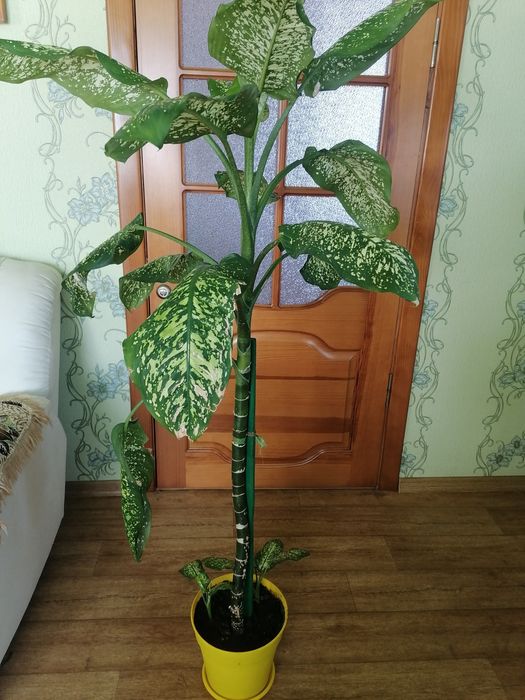 Дифенбахії для дому, офісу.