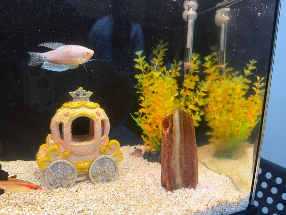 Aquário SUPERFISH START 50 TROPICAL completamente autônomo