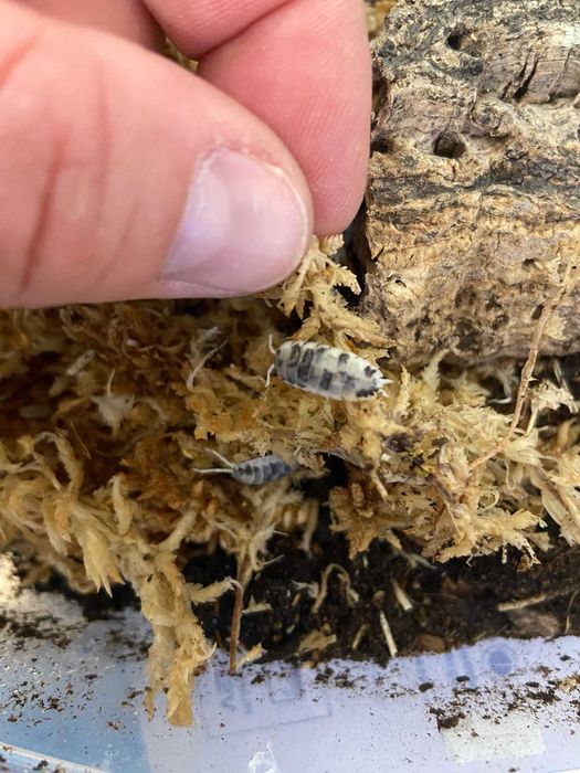 Isopodes (Bichos de conta)