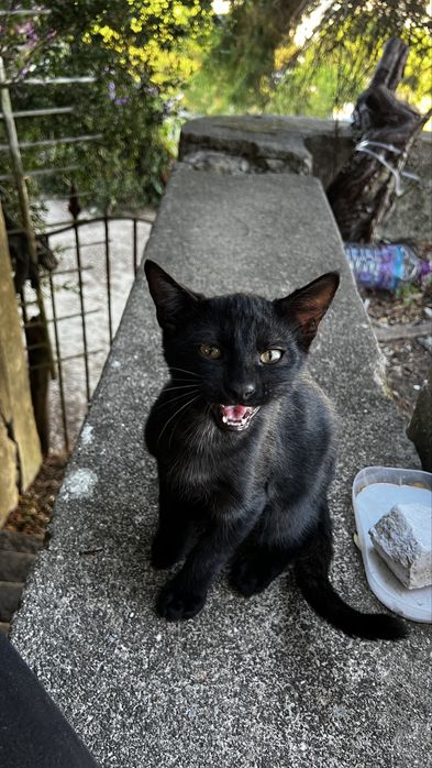 Gatinhos para adoção.