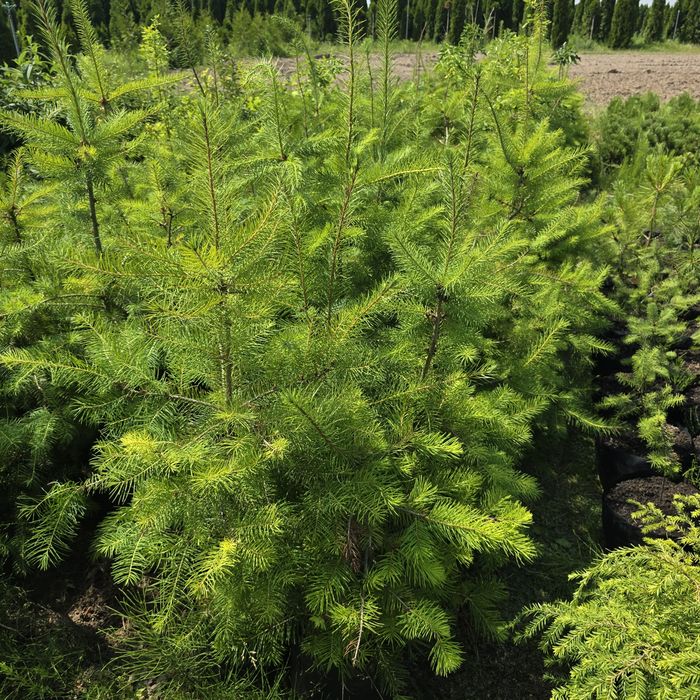 Daglezja 80-220 cm zielona sina