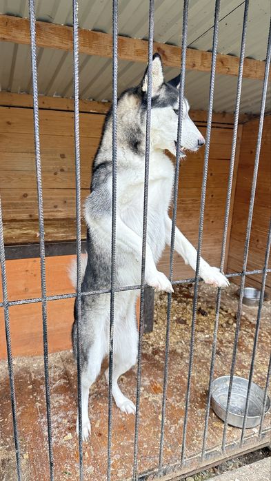 Хаскі стерилізована шукає дім