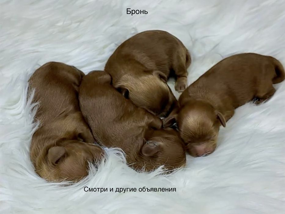 Мальтипу.  ф-1, хлопчик