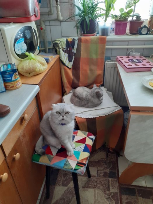 Вязка вислоухий кот