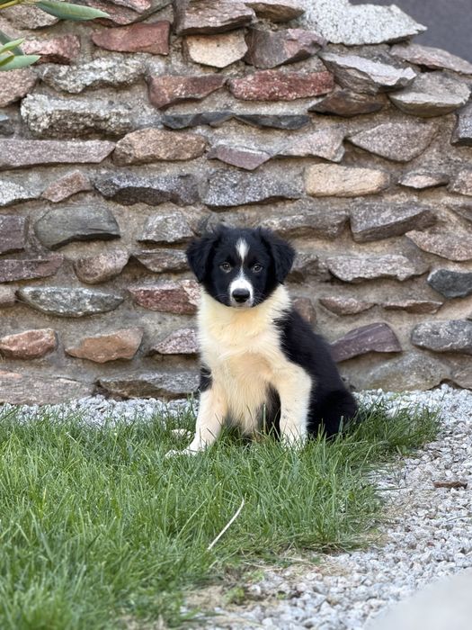 Piesek border collie czarno biały