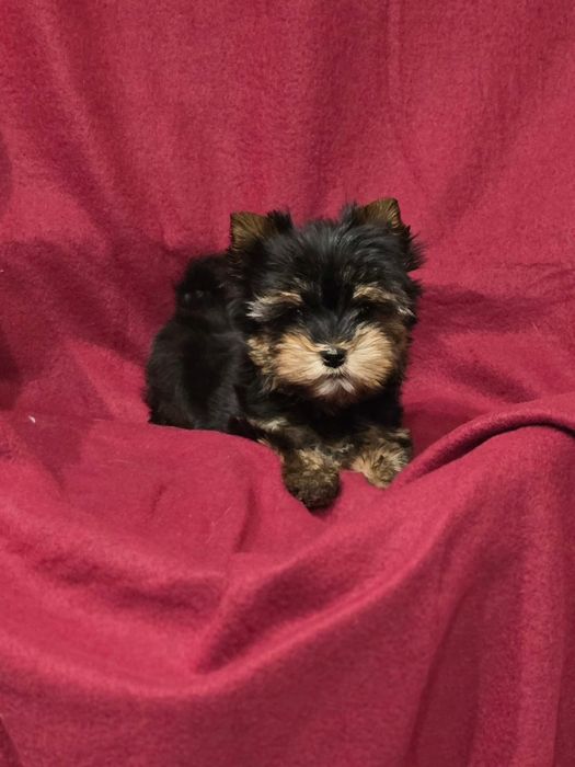 Piesek mini do 1,5kg Yorkshire Terrier