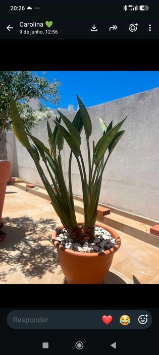 Plantas diversas
