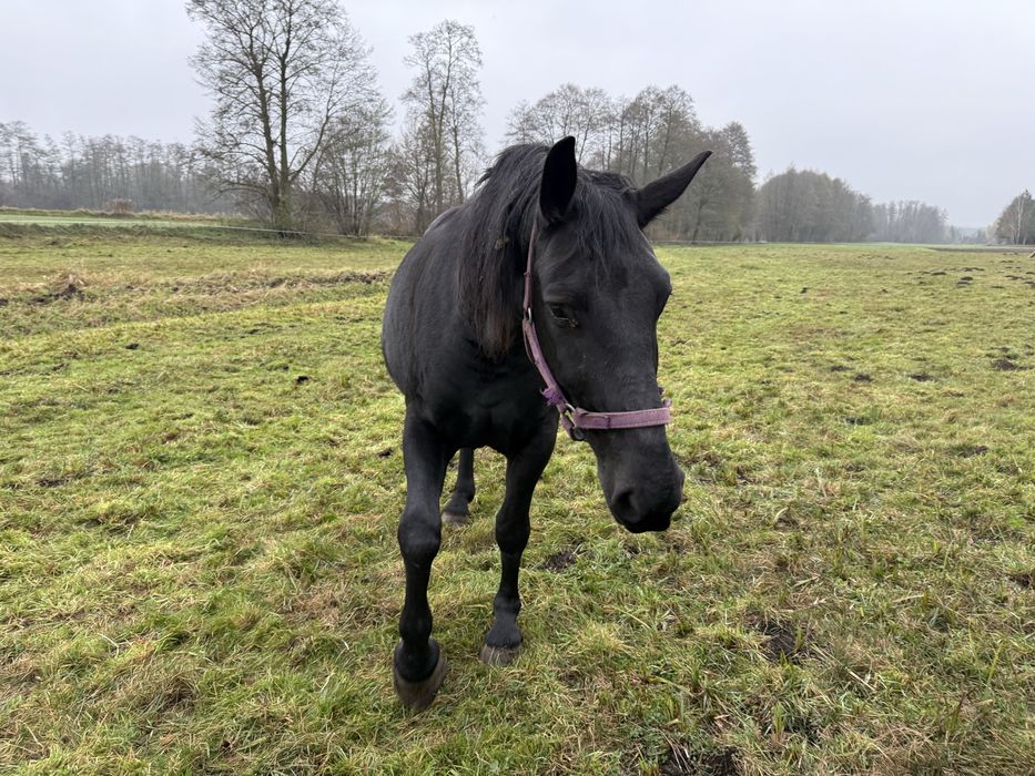 Klacz śląska źrebna