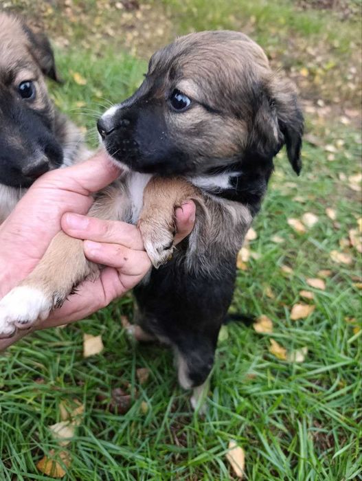Віддам цуценят в добрі люблячі руки.