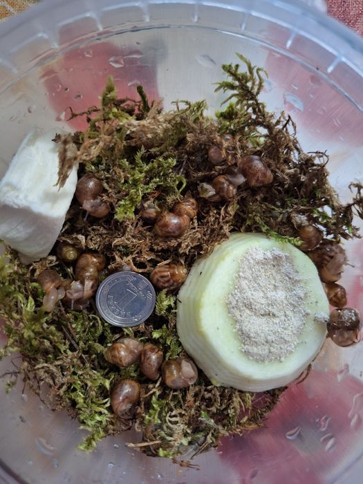 Віддаю Ахатин равликів