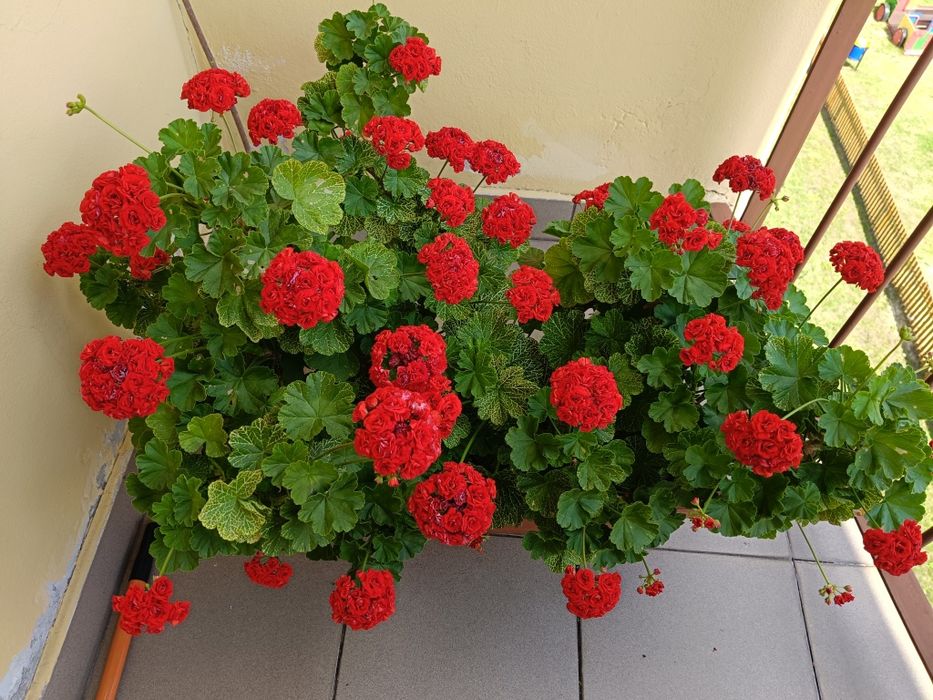 Pelargonia różyczkowa