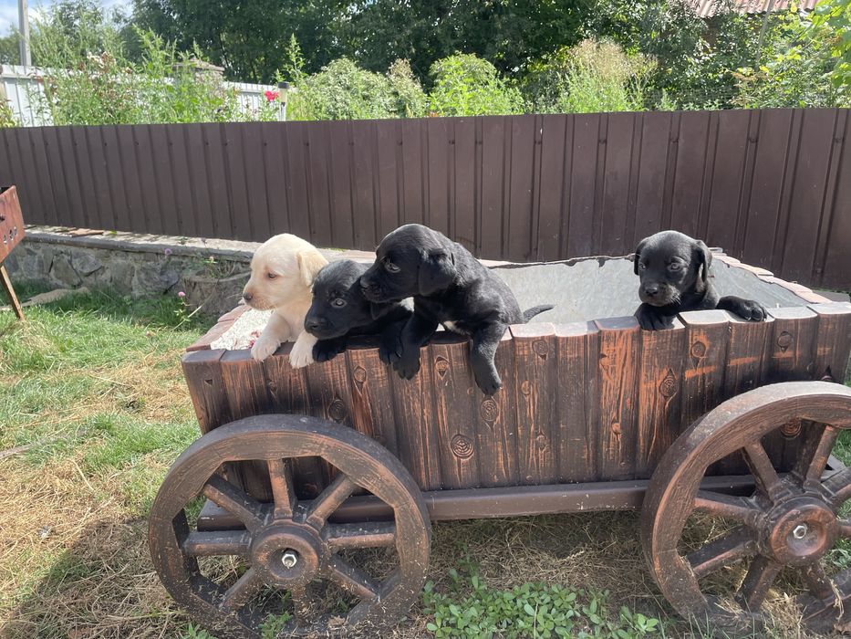 Продаж лабрадорчиків