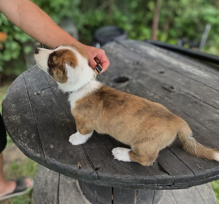 Welsh Corgi Cardigan