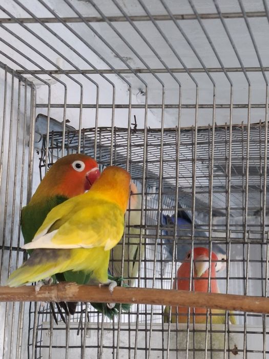 Tenho algumas aves disponíveis
