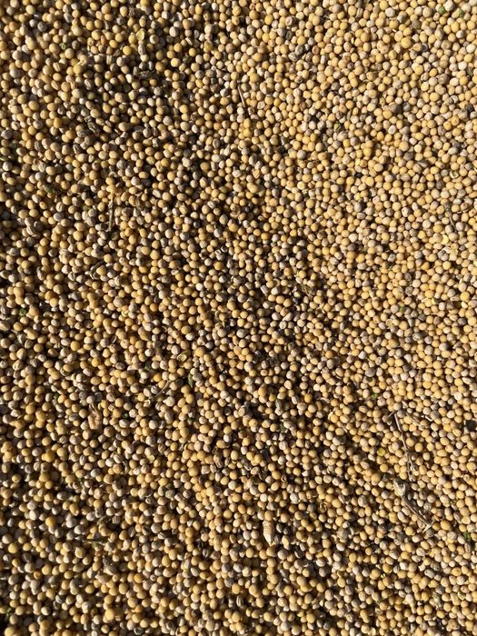 Gorczyca biała zbiór 2024