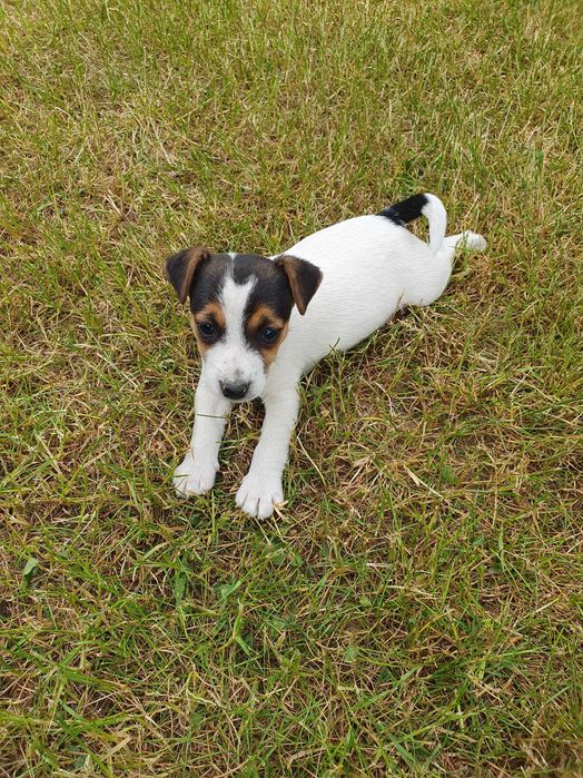 Jack russell terrier