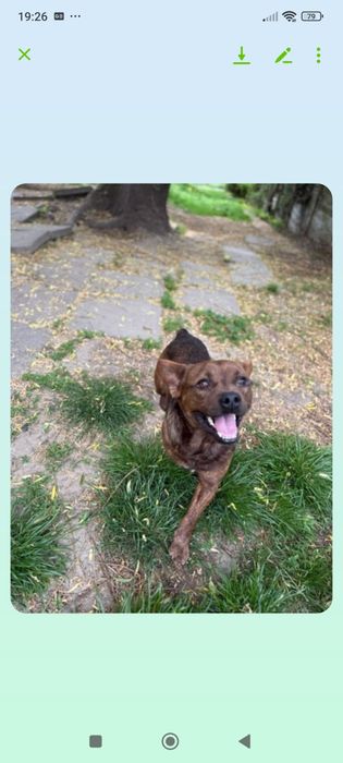 Kochany słodziak Ravel