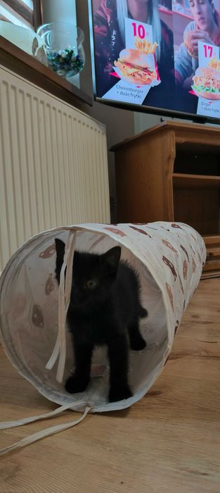 Czarny kot szuka nowego domu