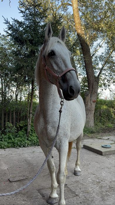 Klacz w typie lipicianskim
