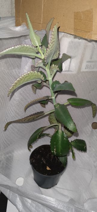 Алое, каланхое, лікувальна рослина