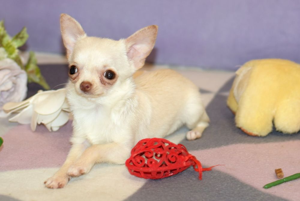 Микро мини девочка чихуахуа