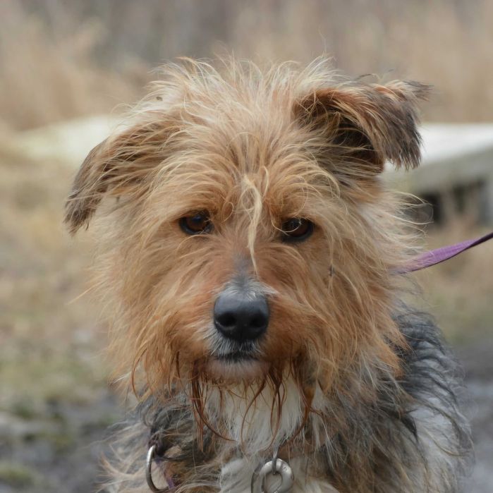 Niepowtarzalny Kufel- cudny psiak szuka domu ADOPCJA