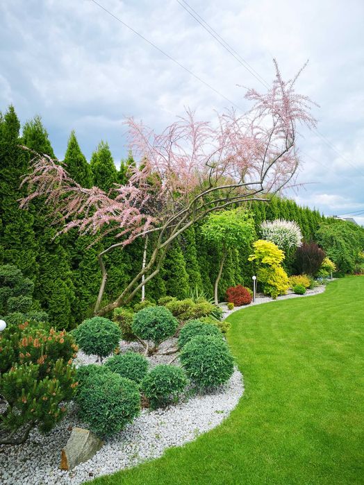 Usługi ogrodnicze, cięcie drzewek owocowych, mycie kostki, pielęgnacja