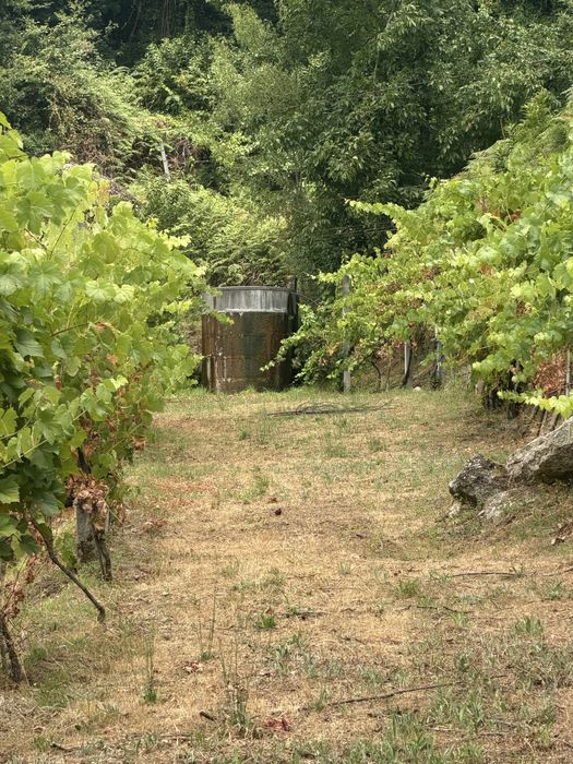 Terreno agricola