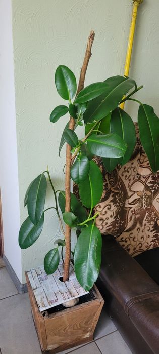 Фікус молодий  .