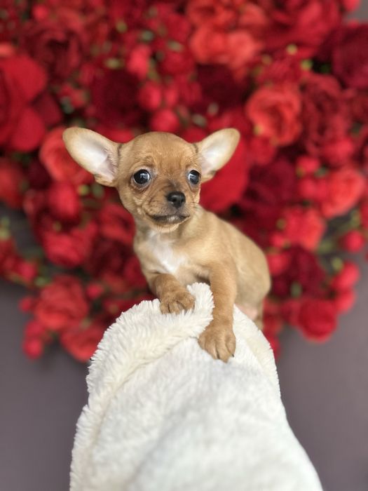 Шикарна ізабеллова міні крихітка чіхуахуа найкращий подарунок