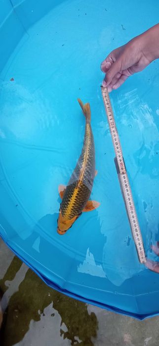 Peixe Carpas koi