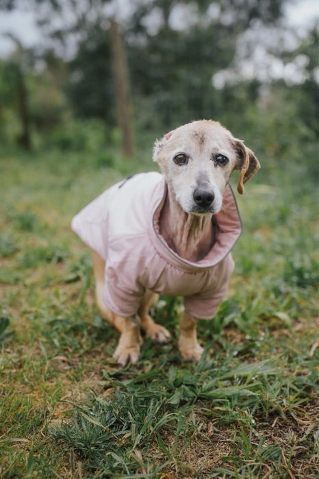 Ofélia para adoção responsável