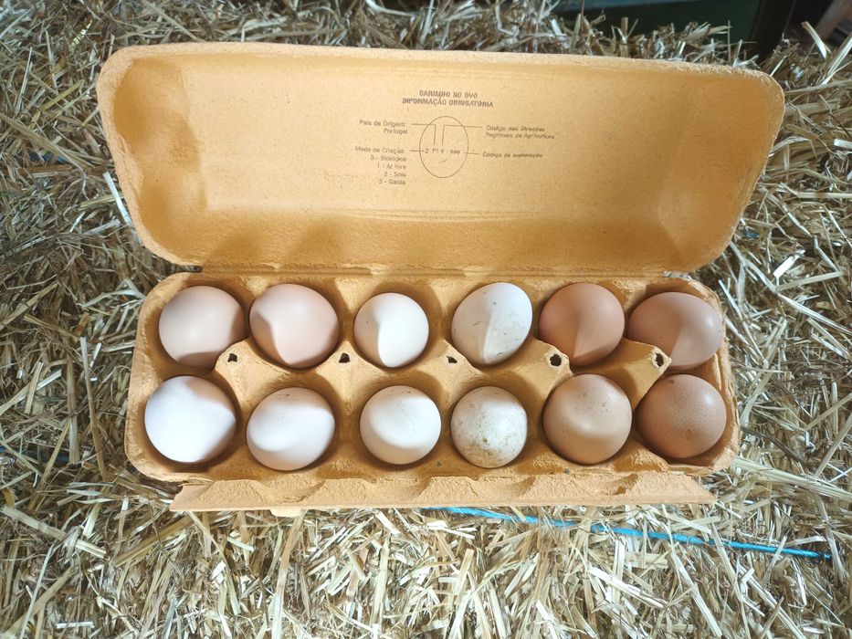 Ovos caseiro galinhas de qualidade