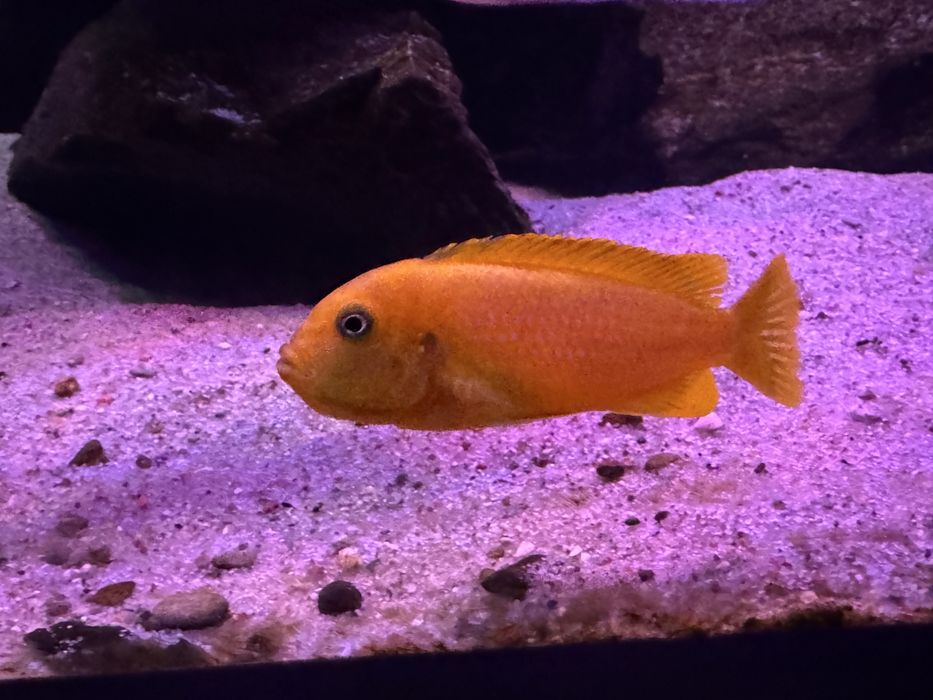 Pyszczaki Metriaclima koningsi Membe Deep