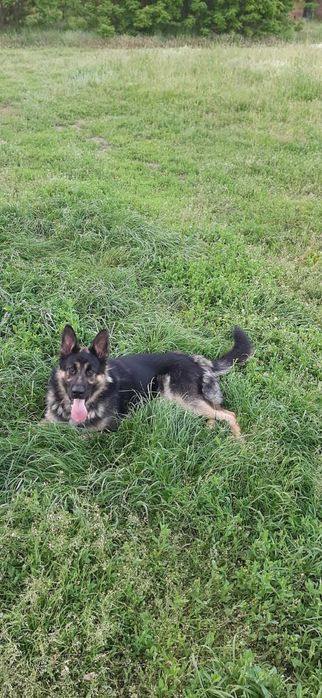 Віддам у добрі руки німецьку вівчарку