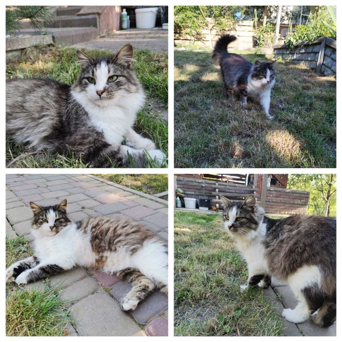 Віддам кастрованого котика