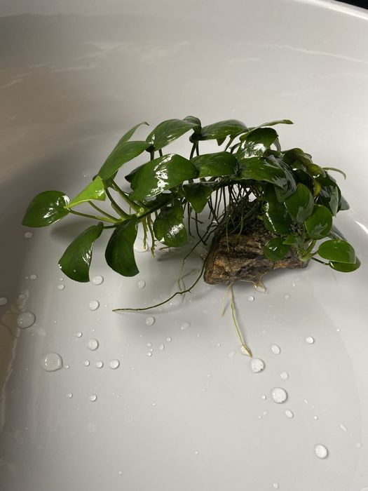 Anubias na kamieniu.